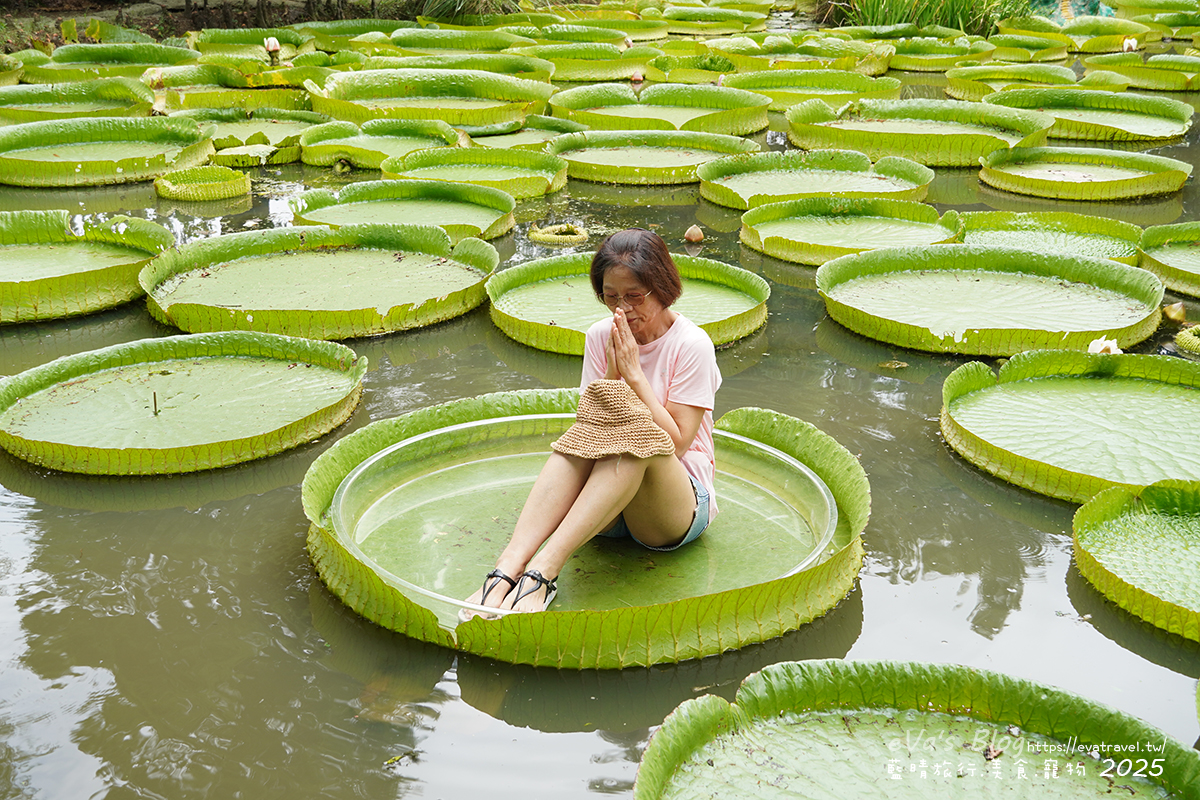 桃園市觀音區【桃園季節限定】蓮荷園休閒農場｜大王蓮水上漂體驗、寵物友善農園、美食洛神花臭豆腐、蓮子豆花。桃園景點