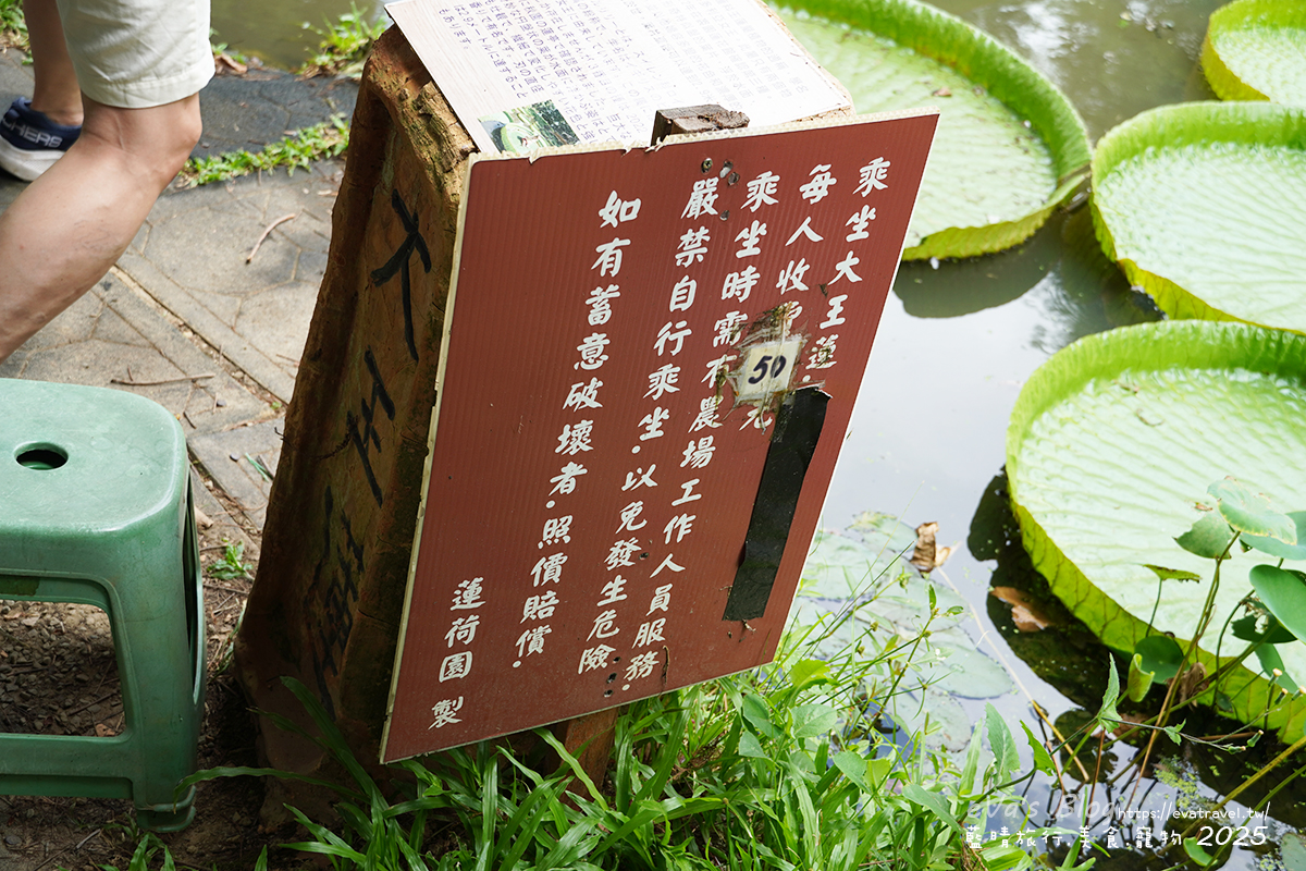 桃園市觀音區【桃園季節限定】蓮荷園休閒農場｜大王蓮水上漂體驗、寵物友善農園、美食洛神花臭豆腐、蓮子豆花。桃園景點