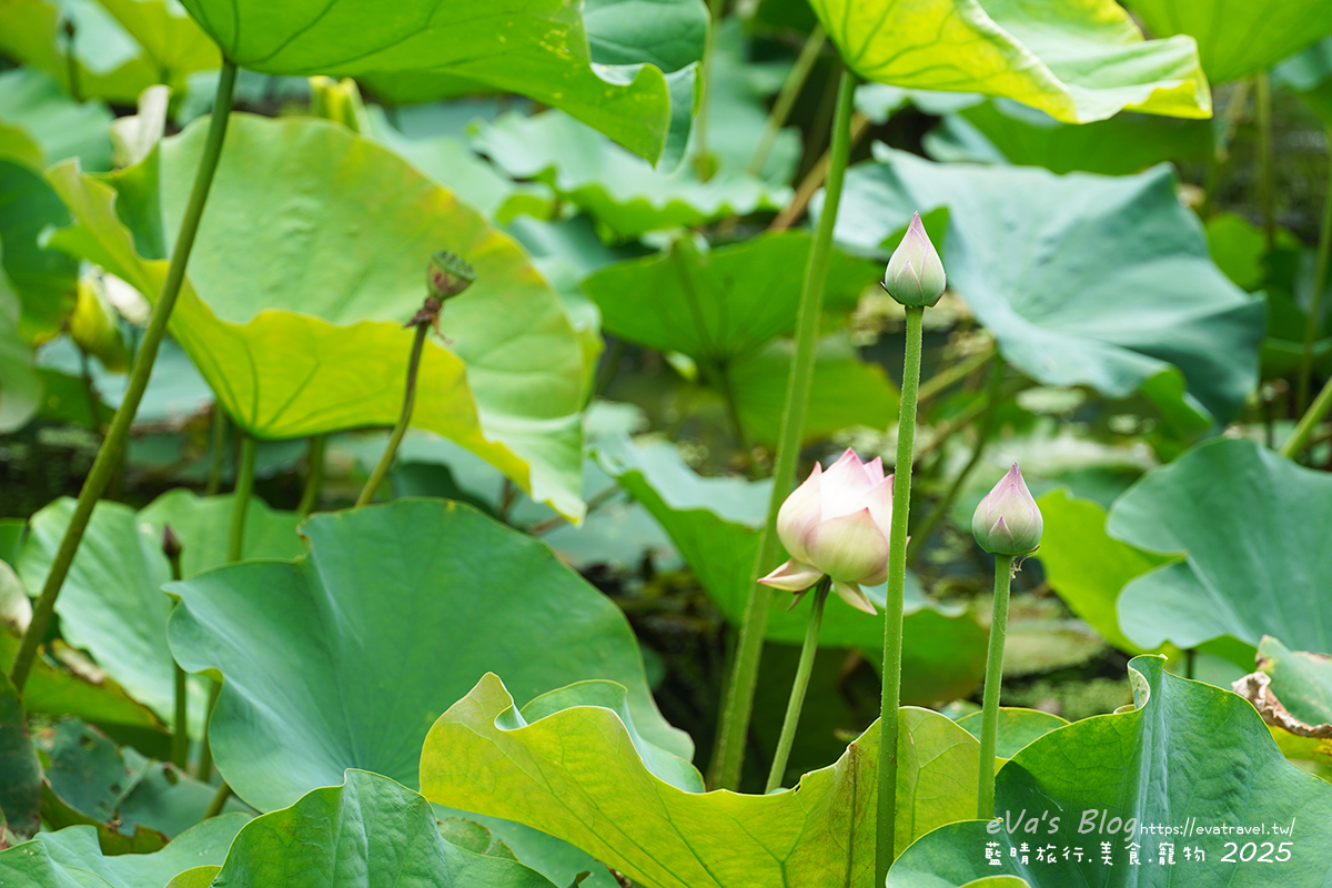 桃園市觀音區【桃園季節限定】蓮荷園休閒農場｜大王蓮水上漂體驗、寵物友善農園、美食洛神花臭豆腐、蓮子豆花。桃園景點