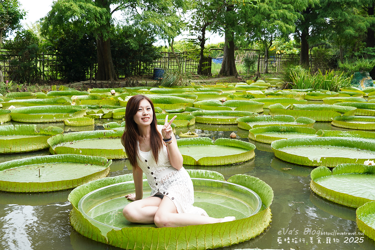 桃園市觀音區【桃園季節限定】蓮荷園休閒農場｜大王蓮水上漂體驗、寵物友善農園、美食洛神花臭豆腐、蓮子豆花。桃園景點