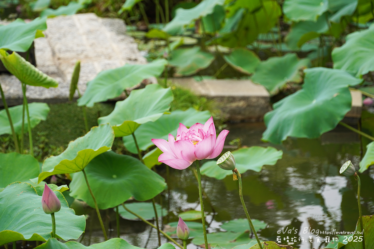 桃園市觀音區【桃園季節限定】蓮荷園休閒農場｜大王蓮水上漂體驗、寵物友善農園、美食洛神花臭豆腐、蓮子豆花。桃園景點