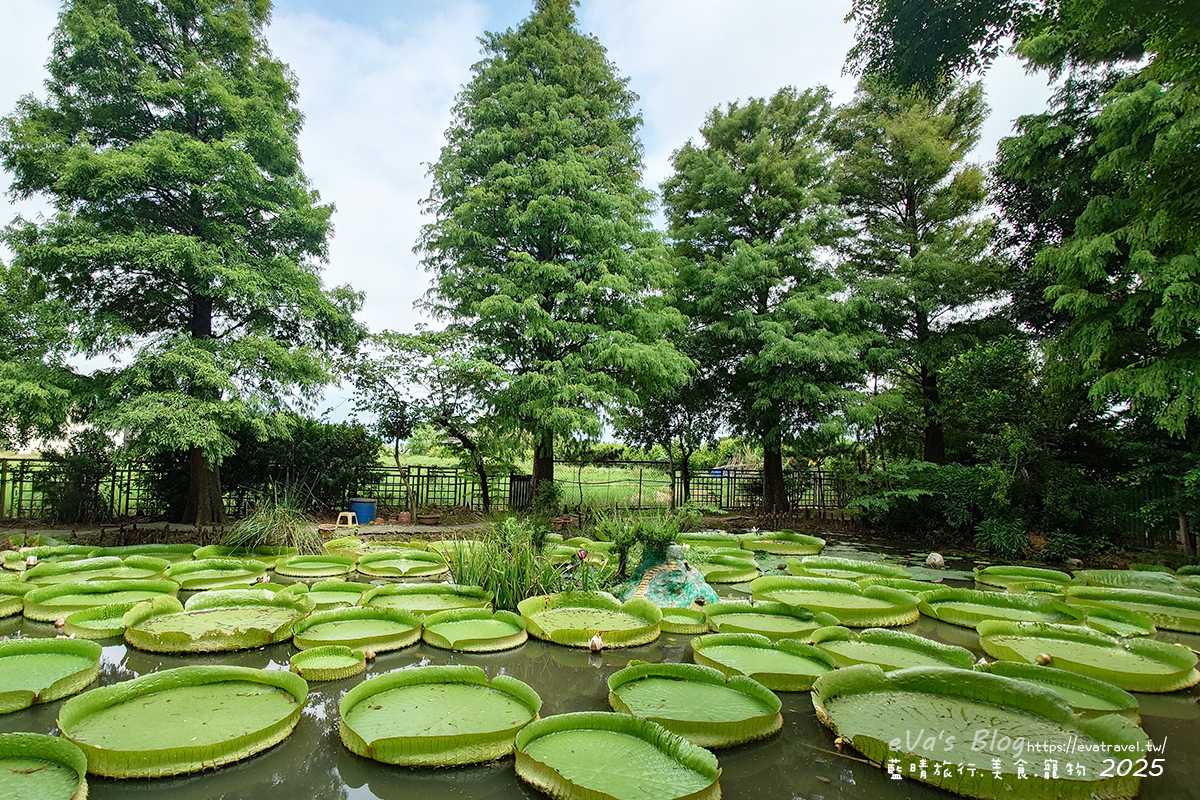 桃園市觀音區【桃園季節限定】蓮荷園休閒農場｜大王蓮水上漂體驗、寵物友善農園、美食洛神花臭豆腐、蓮子豆花。桃園景點