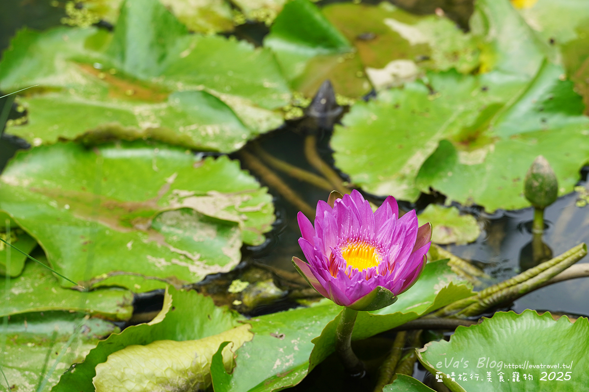 桃園市觀音區【桃園季節限定】蓮荷園休閒農場｜大王蓮水上漂體驗、寵物友善農園、美食洛神花臭豆腐、蓮子豆花。桃園景點