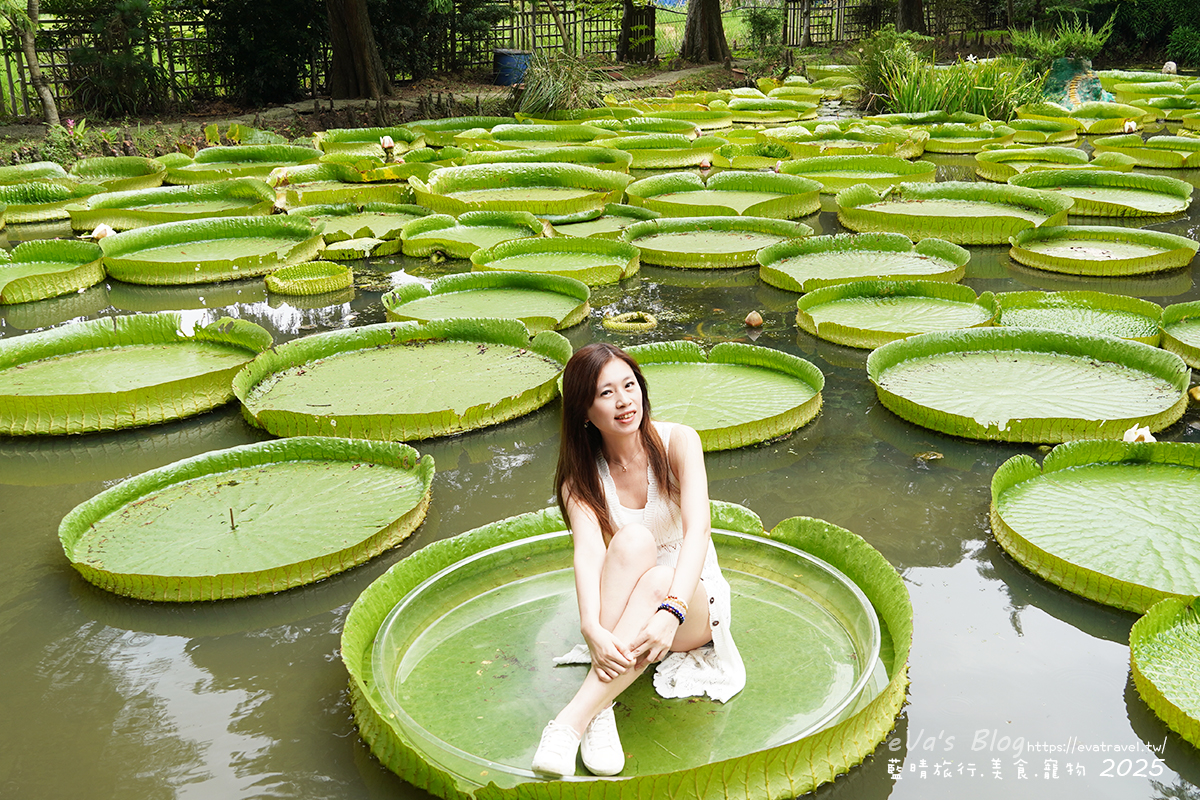 桃園市觀音區【桃園季節限定】蓮荷園休閒農場｜大王蓮水上漂體驗、寵物友善農園、美食洛神花臭豆腐、蓮子豆花。桃園景點