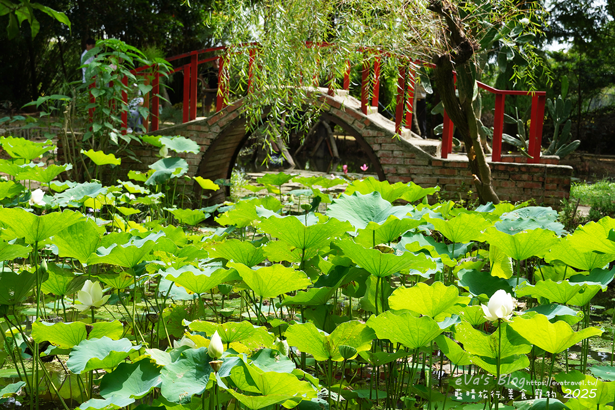 桃園市觀音區【桃園季節限定】蓮荷園休閒農場｜大王蓮水上漂體驗、寵物友善農園、美食洛神花臭豆腐、蓮子豆花。桃園景點