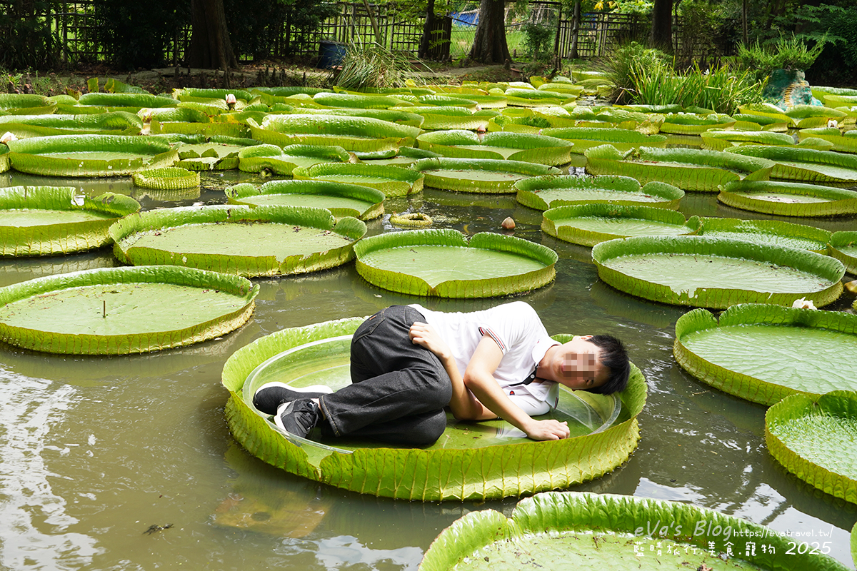 桃園市觀音區【桃園季節限定】蓮荷園休閒農場｜大王蓮水上漂體驗、寵物友善農園、美食洛神花臭豆腐、蓮子豆花。桃園景點