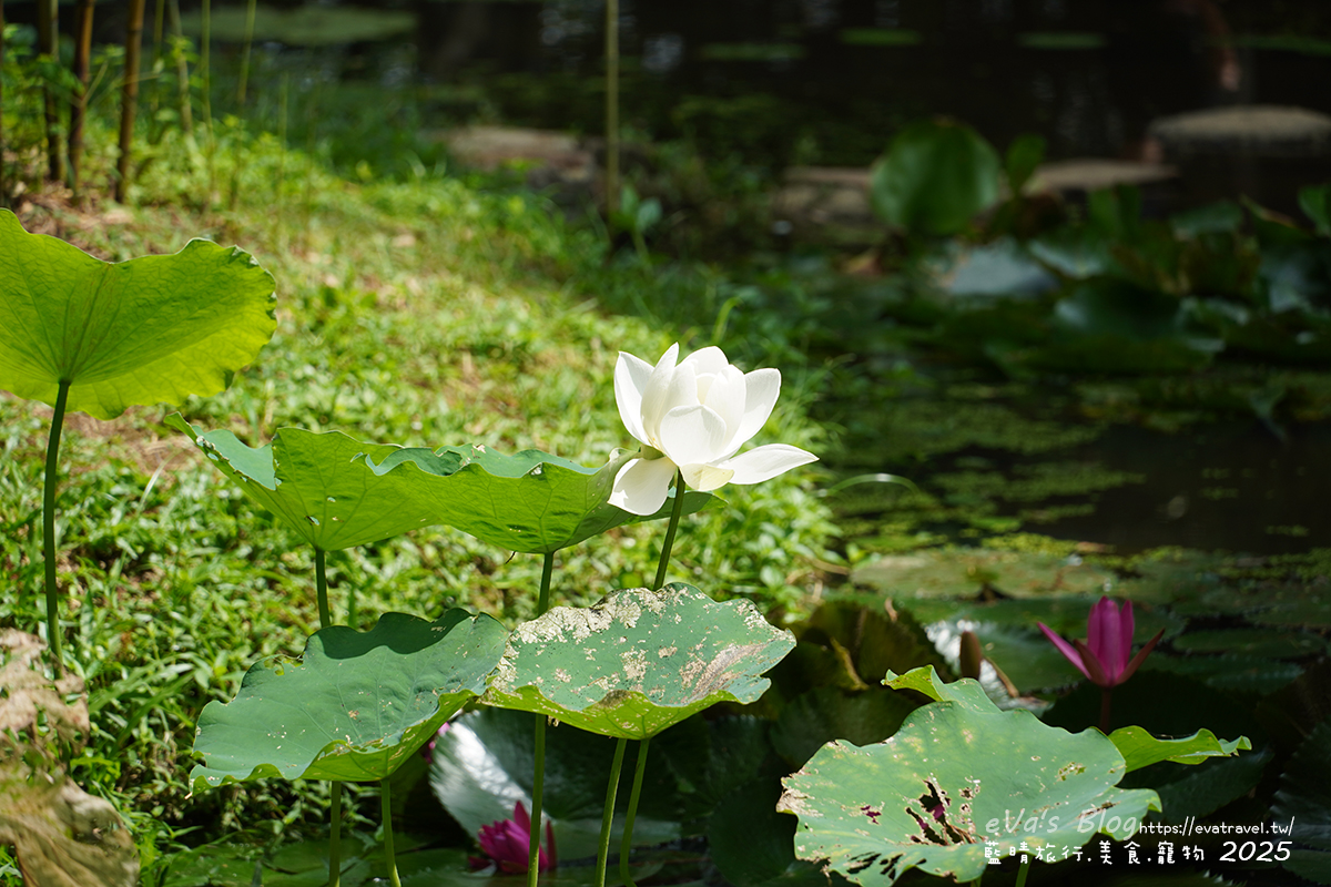 桃園市觀音區【桃園季節限定】蓮荷園休閒農場｜大王蓮水上漂體驗、寵物友善農園、美食洛神花臭豆腐、蓮子豆花。桃園景點