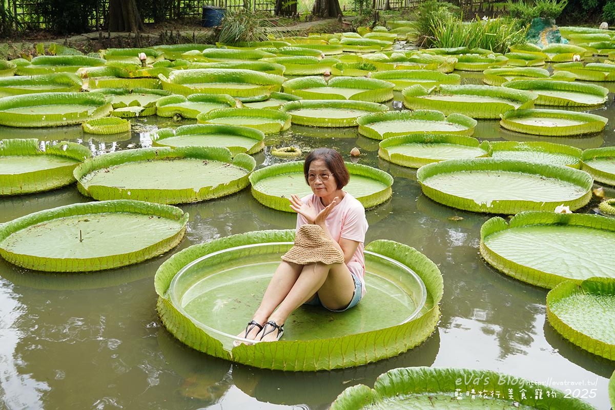 桃園市觀音區【桃園季節限定】蓮荷園休閒農場｜大王蓮水上漂體驗、寵物友善農園、美食洛神花臭豆腐、蓮子豆花。桃園景點