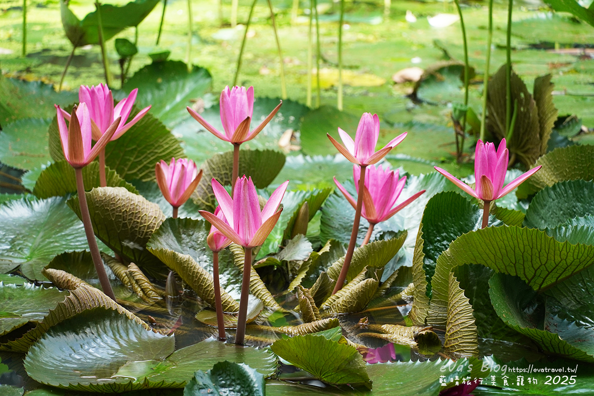 桃園市觀音區【桃園季節限定】蓮荷園休閒農場｜大王蓮水上漂體驗、寵物友善農園、美食洛神花臭豆腐、蓮子豆花。桃園景點