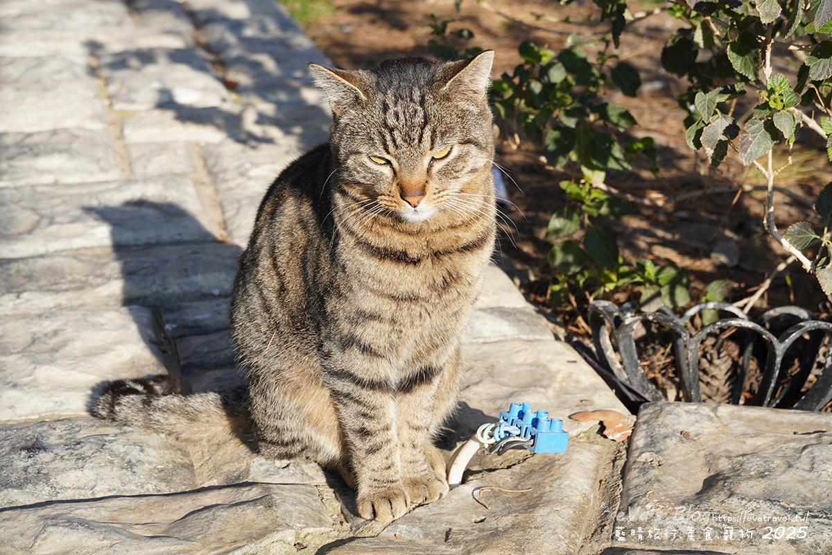 土耳其【土耳其蜜月旅遊】Ephesus Archaeological Site 艾菲索斯古城（以弗所）｜漫步千年古羅馬遺址令人驚嘆。土耳其景點