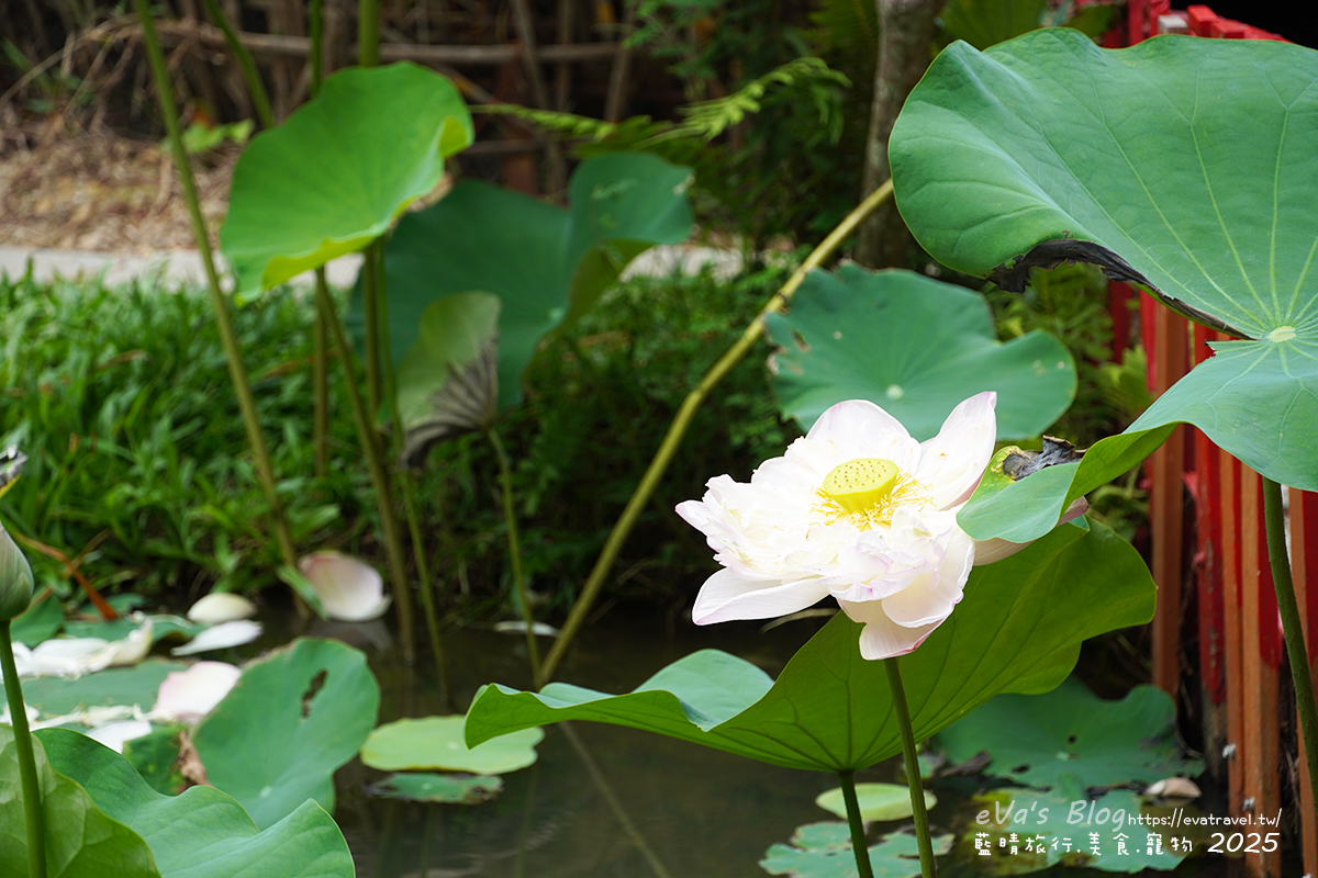 桃園市觀音區【桃園季節限定】蓮荷園休閒農場｜大王蓮水上漂體驗、寵物友善農園、美食洛神花臭豆腐、蓮子豆花。桃園景點
