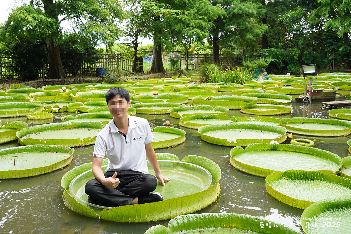 桃園市觀音區【桃園季節限定】蓮荷園休閒農場｜大王蓮水上漂體驗、寵物友善農園、美食洛神花臭豆腐、蓮子豆花。桃園景點