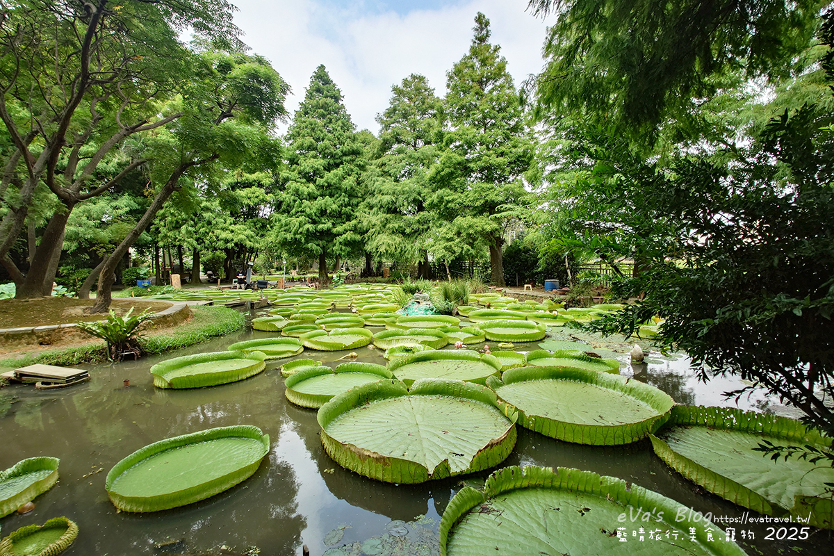 桃園市觀音區【桃園季節限定】蓮荷園休閒農場｜大王蓮水上漂體驗、寵物友善農園、美食洛神花臭豆腐、蓮子豆花。桃園景點