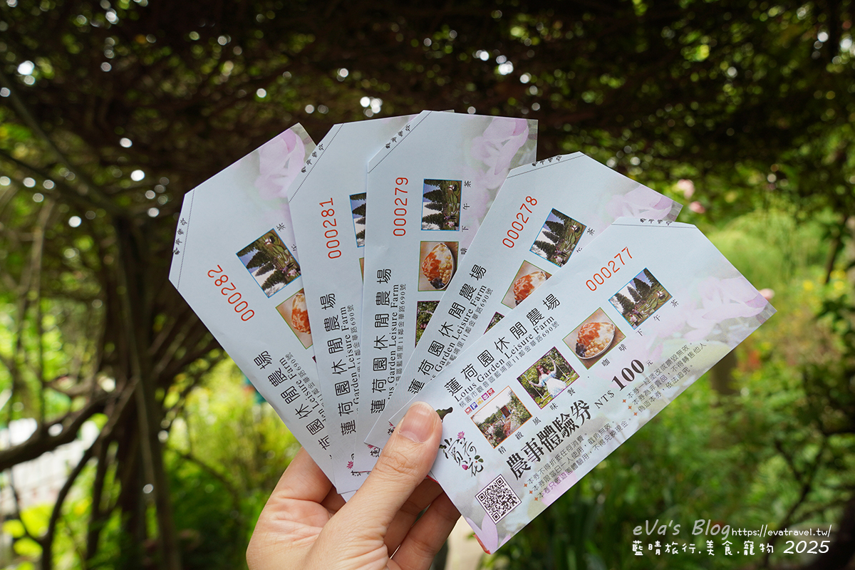 桃園市觀音區【桃園季節限定】蓮荷園休閒農場｜大王蓮水上漂體驗、寵物友善農園、美食洛神花臭豆腐、蓮子豆花。桃園景點