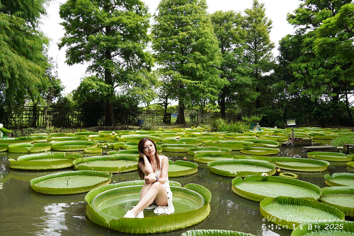 桃園市觀音區【桃園季節限定】蓮荷園休閒農場｜大王蓮水上漂體驗、寵物友善農園、美食洛神花臭豆腐、蓮子豆花。桃園景點