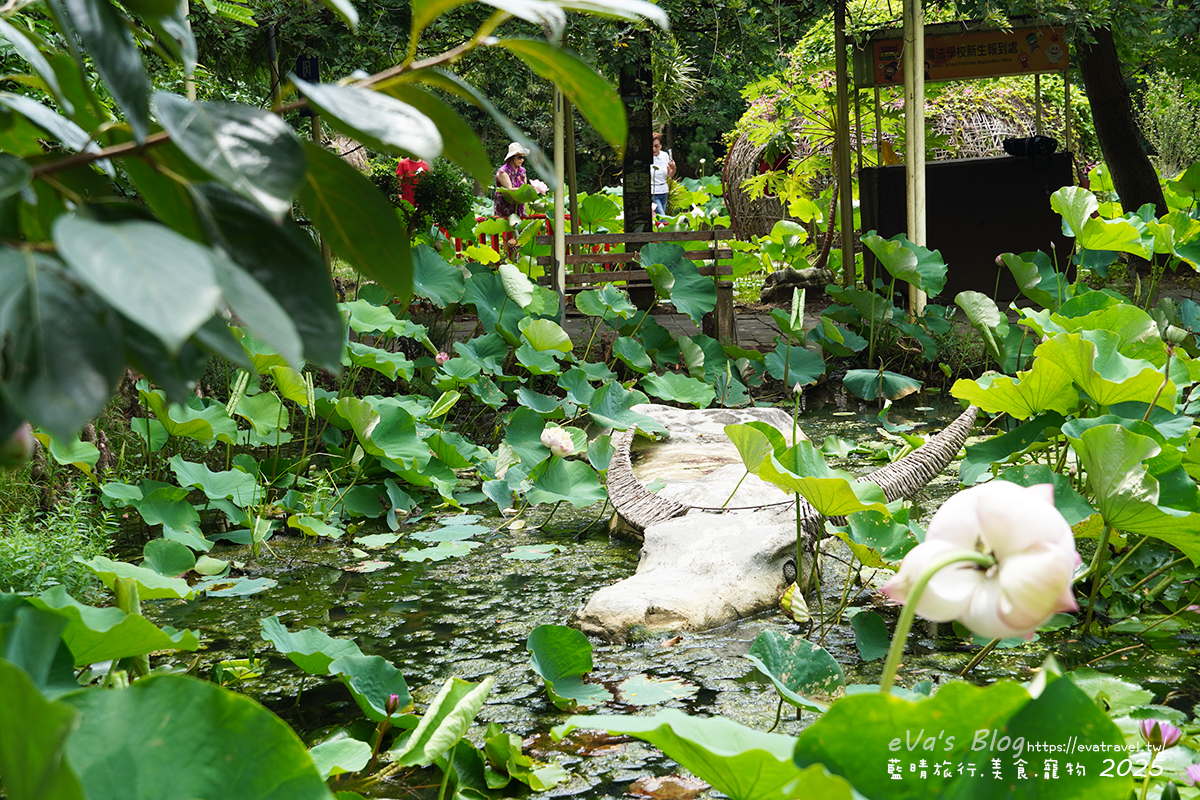 桃園市觀音區【桃園季節限定】蓮荷園休閒農場｜大王蓮水上漂體驗、寵物友善農園、美食洛神花臭豆腐、蓮子豆花。桃園景點