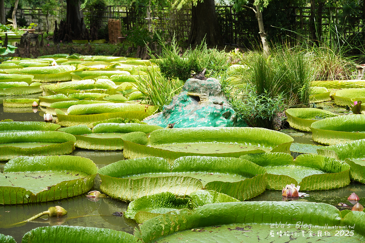 桃園市觀音區【桃園季節限定】蓮荷園休閒農場｜大王蓮水上漂體驗、寵物友善農園、美食洛神花臭豆腐、蓮子豆花。桃園景點