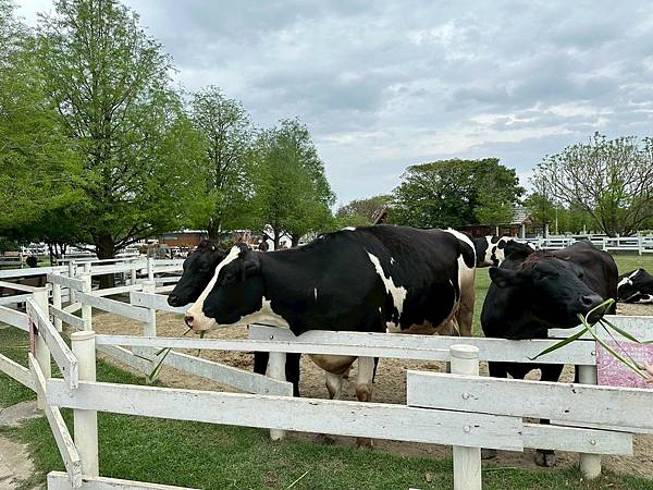 雲林免門票牧場推薦！千巧谷牛樂園，可搭小火車逛樂園，親子旅遊好景點