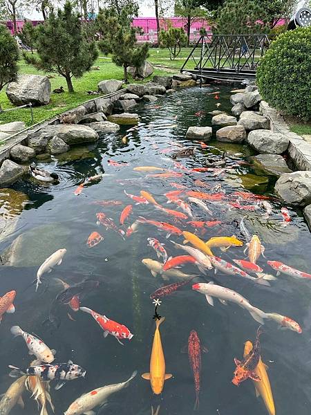 雲林免門票牧場推薦！千巧谷牛樂園，可搭小火車逛樂園，親子旅遊好景點