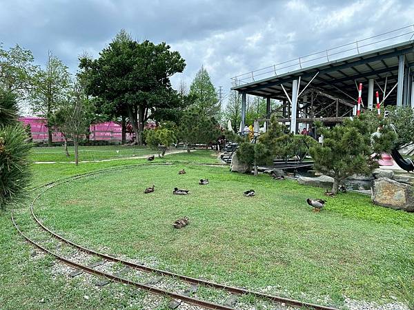 雲林免門票牧場推薦！千巧谷牛樂園，可搭小火車逛樂園，親子旅遊好景點