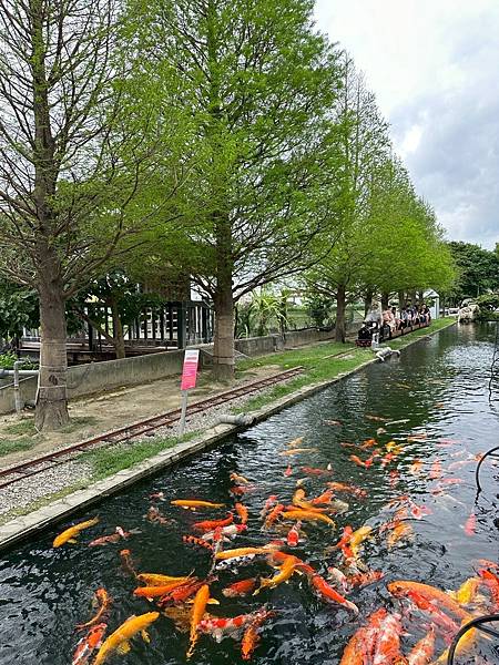 雲林免門票牧場推薦！千巧谷牛樂園，可搭小火車逛樂園，親子旅遊好景點