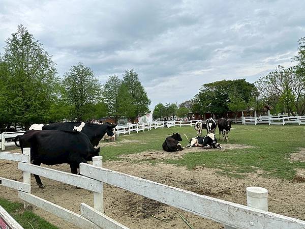 雲林免門票牧場推薦！千巧谷牛樂園，可搭小火車逛樂園，親子旅遊好景點
