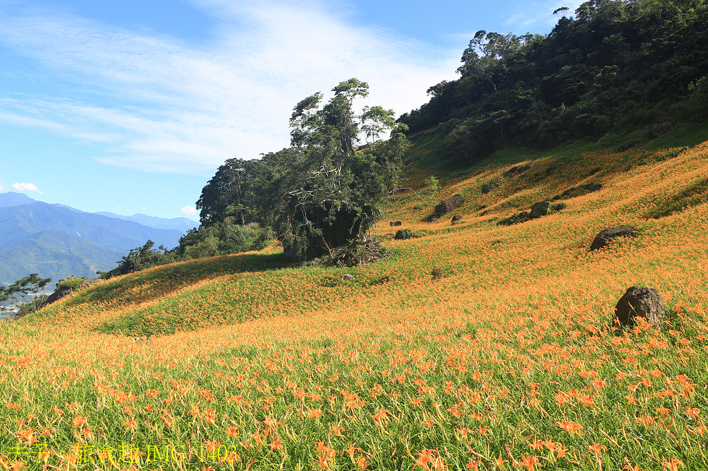 2025花蓮金針花季 六十石山 貓貓蟲咖波 X 花仙子朵拉 