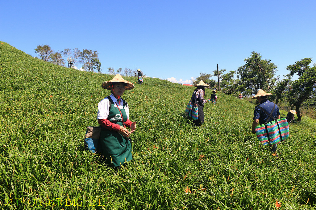 2025花蓮金針季 花海綻放萌力全開 玩不一樣的六十石山