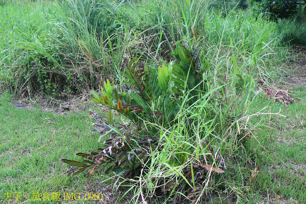 富里旅遊亮點 2025縱谷大地藝術季-漂鳥197 X 羅山大