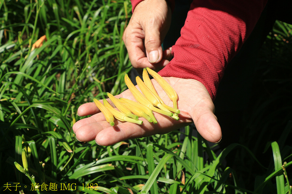 2025花蓮金針季 花海綻放萌力全開 玩不一樣的六十石山