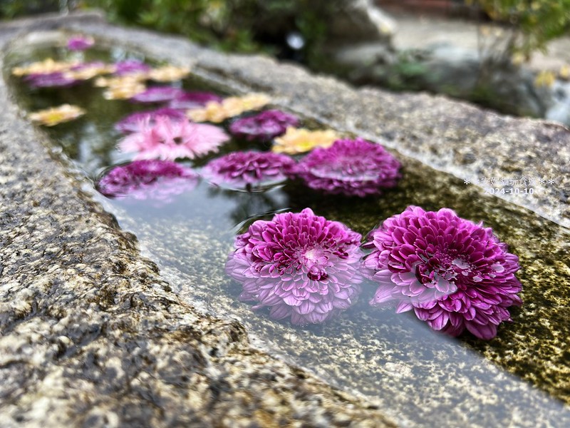 日本東京法輪寺必訪！超美鏤空花御朱印、繽紛花手水舍一次看。