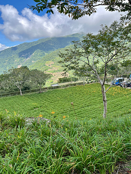 【台東一日遊景點￭太麻里金針花】2025南迴慢活節-金針山花