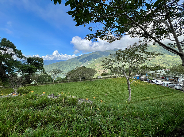 【台東一日遊景點￭太麻里金針花】2025南迴慢活節-金針山花