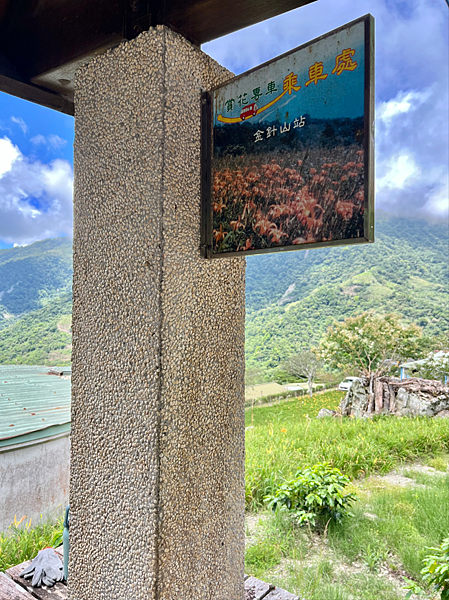 【台東一日遊景點￭太麻里金針花】2025南迴慢活節-金針山花