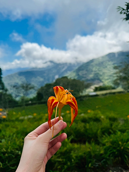 【台東一日遊景點￭太麻里金針花】2025南迴慢活節-金針山花