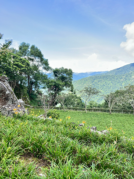 【台東一日遊景點￭太麻里金針花】2025南迴慢活節-金針山花
