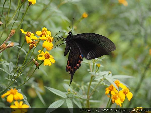 桃園龍潭景點推薦／和窯文創園區清幽賞茶園、走森林步道