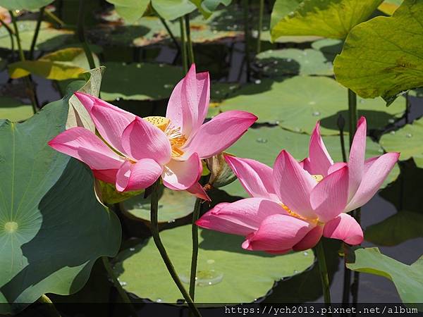 新北樹林山佳荷花池!夏日賞荷祕境,交通便利、鞦韆美拍,體驗荷葉效應~