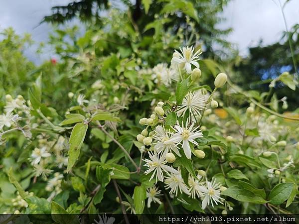 新北樹林山佳荷花池!夏日賞荷祕境,交通便利、鞦韆美拍,體驗荷葉效應~
