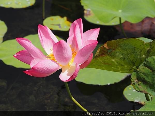 新北樹林山佳荷花池!夏日賞荷祕境,交通便利、鞦韆美拍,體驗荷葉效應~