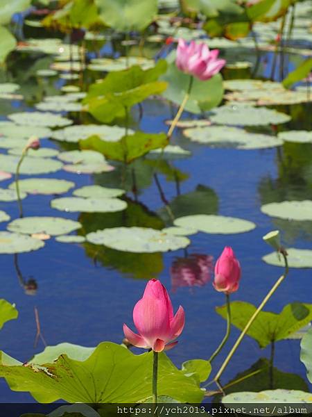 新北樹林山佳荷花池!夏日賞荷祕境,交通便利、鞦韆美拍,體驗荷葉效應~