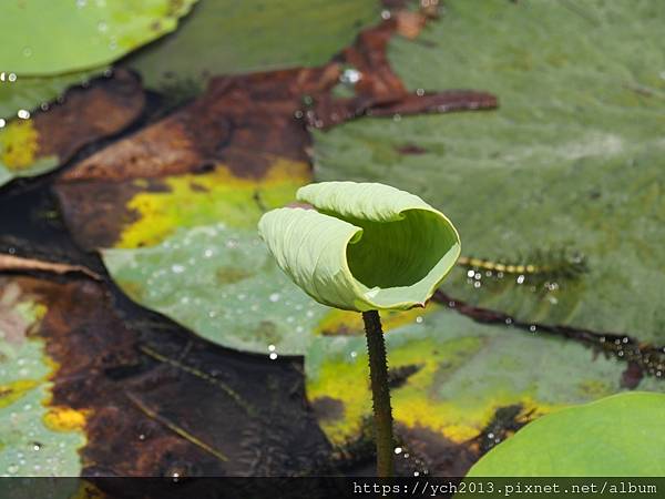 新北樹林山佳荷花池!夏日賞荷祕境,交通便利、鞦韆美拍,體驗荷葉效應~