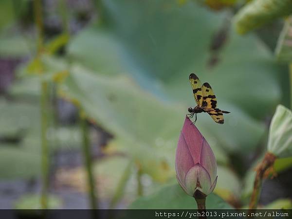 新北樹林山佳荷花池!夏日賞荷祕境,交通便利、鞦韆美拍,體驗荷葉效應~