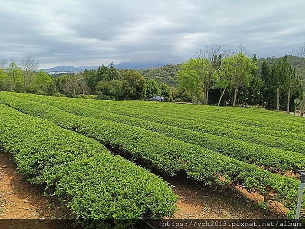 桃園龍潭景點推薦／和窯文創園區清幽賞茶園、走森林步道