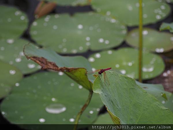 新北樹林山佳荷花池!夏日賞荷祕境,交通便利、鞦韆美拍,體驗荷葉效應~