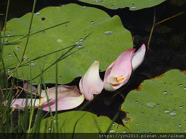 新北樹林山佳荷花池!夏日賞荷祕境,交通便利、鞦韆美拍,體驗荷葉效應~