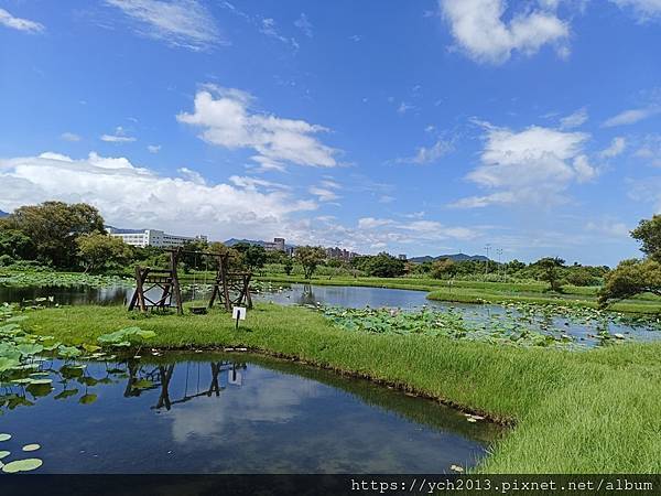 新北樹林山佳荷花池!夏日賞荷祕境,交通便利、鞦韆美拍,體驗荷葉效應~