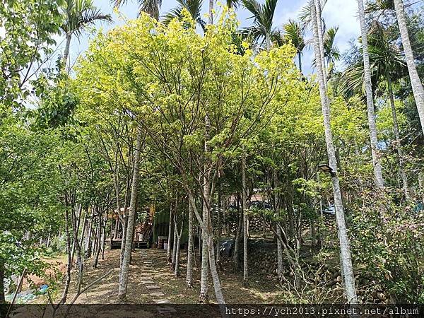 桃園龍潭景點推薦／和窯文創園區清幽賞茶園、走森林步道