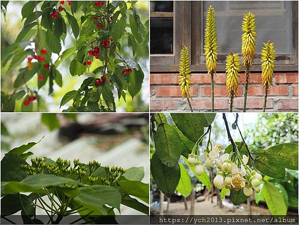 桃園龍潭景點推薦／和窯文創園區清幽賞茶園、走森林步道
