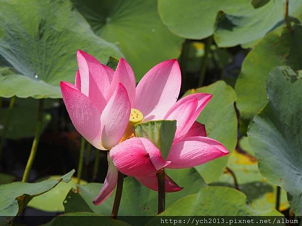 新北樹林山佳荷花池!夏日賞荷祕境,交通便利、鞦韆美拍,體驗荷葉效應~